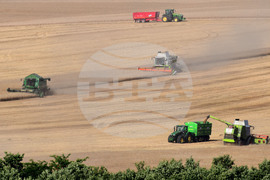 Село Голям Поровец - жътва
