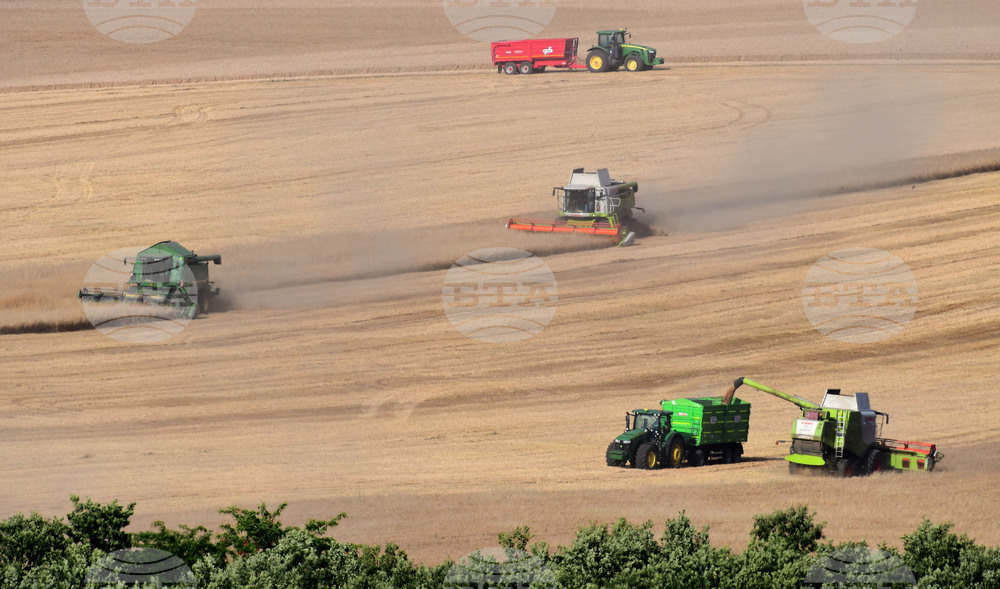 Село Голям Поровец - жътва