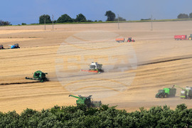 Село Голям Поровец - жътва