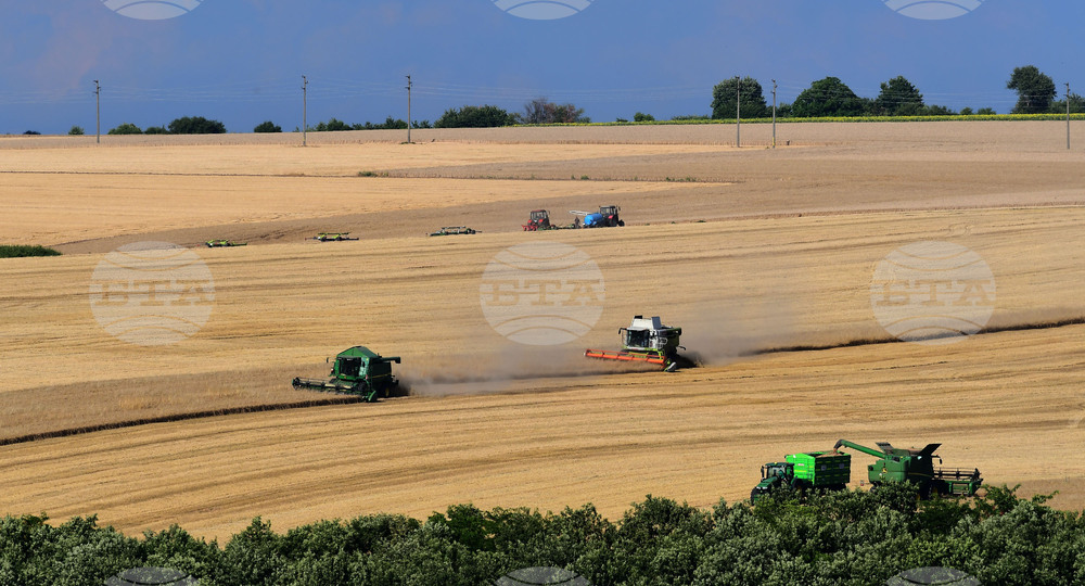 Село Голям Поровец - жътва