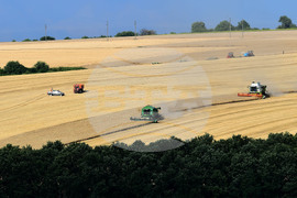 Село Голям Поровец - жътва