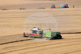 Село Голям Поровец - жътва