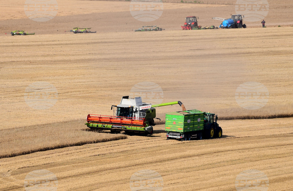 Село Голям Поровец - жътва