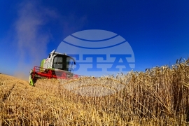 Село Голям Поровец - жътва