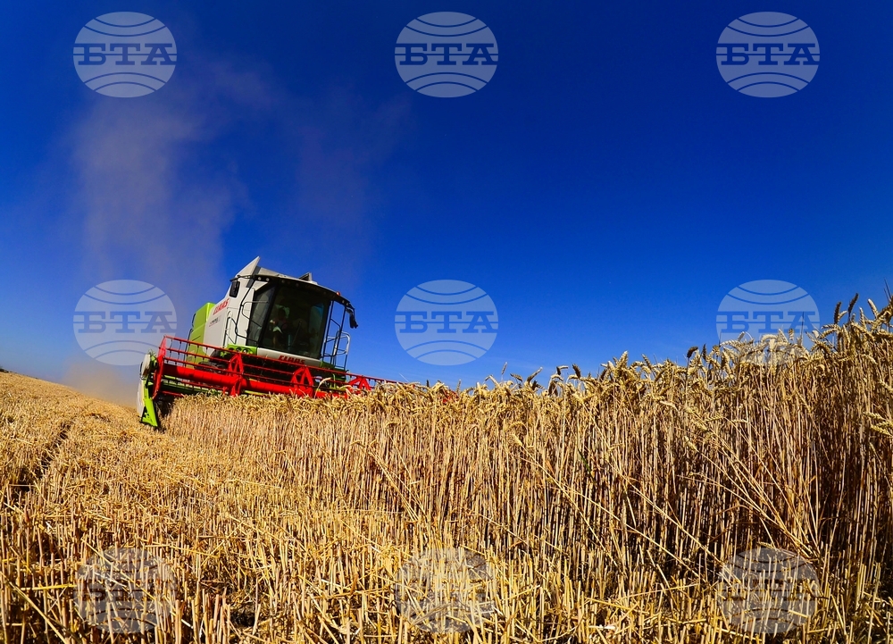 Село Голям Поровец - жътва