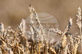 Село Голям Поровец - жътва