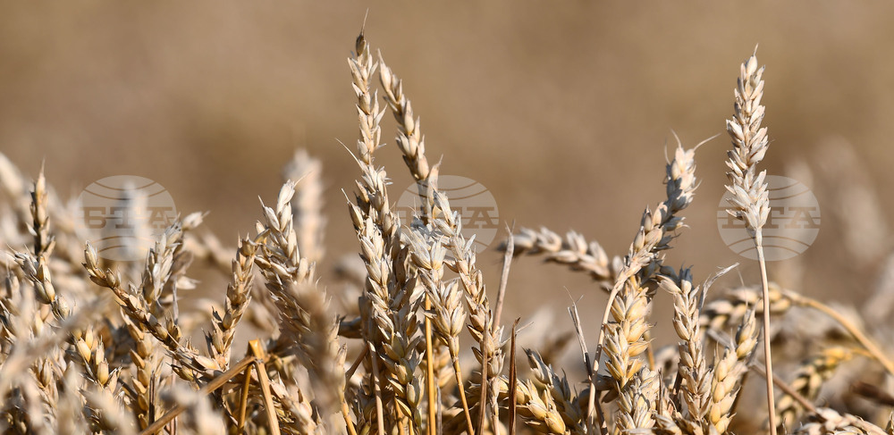 Село Голям Поровец - жътва