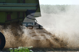 Село Голям Поровец - жътва