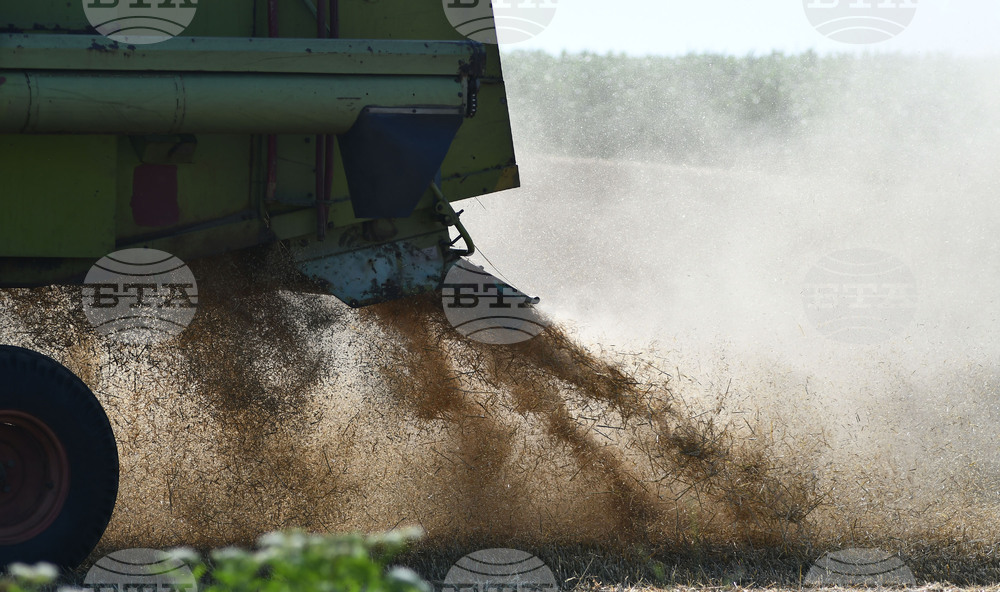Общата посока на световните цени на зърнените култури е низходяща, а на Софийската стокова борса се наблюдава раздвижване