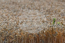Село Голям Поровец - жътва
