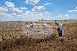 Село Козарево - жътва