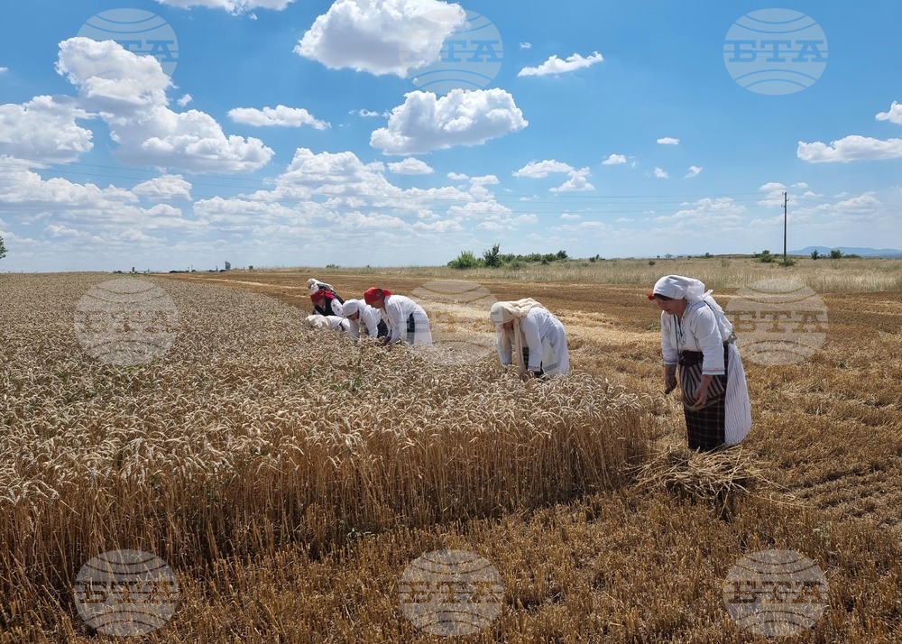 Село Козарево - жътва