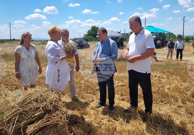 Село Козарево - жътва