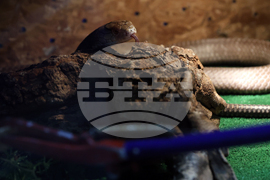 Музейко - изложба - екзотични животни