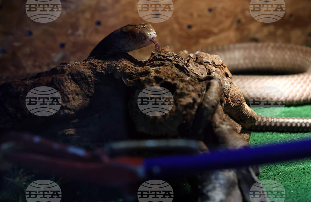 Осигуряване на безопасни коридори за придвижване на защитени видове костенурки и змии предвижда проект по Програма „Околна среда“