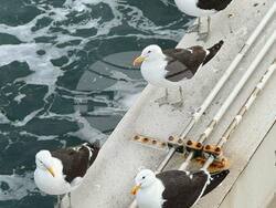 Снимка: Висше военноморско училище „Н. Й. Вапцаров“