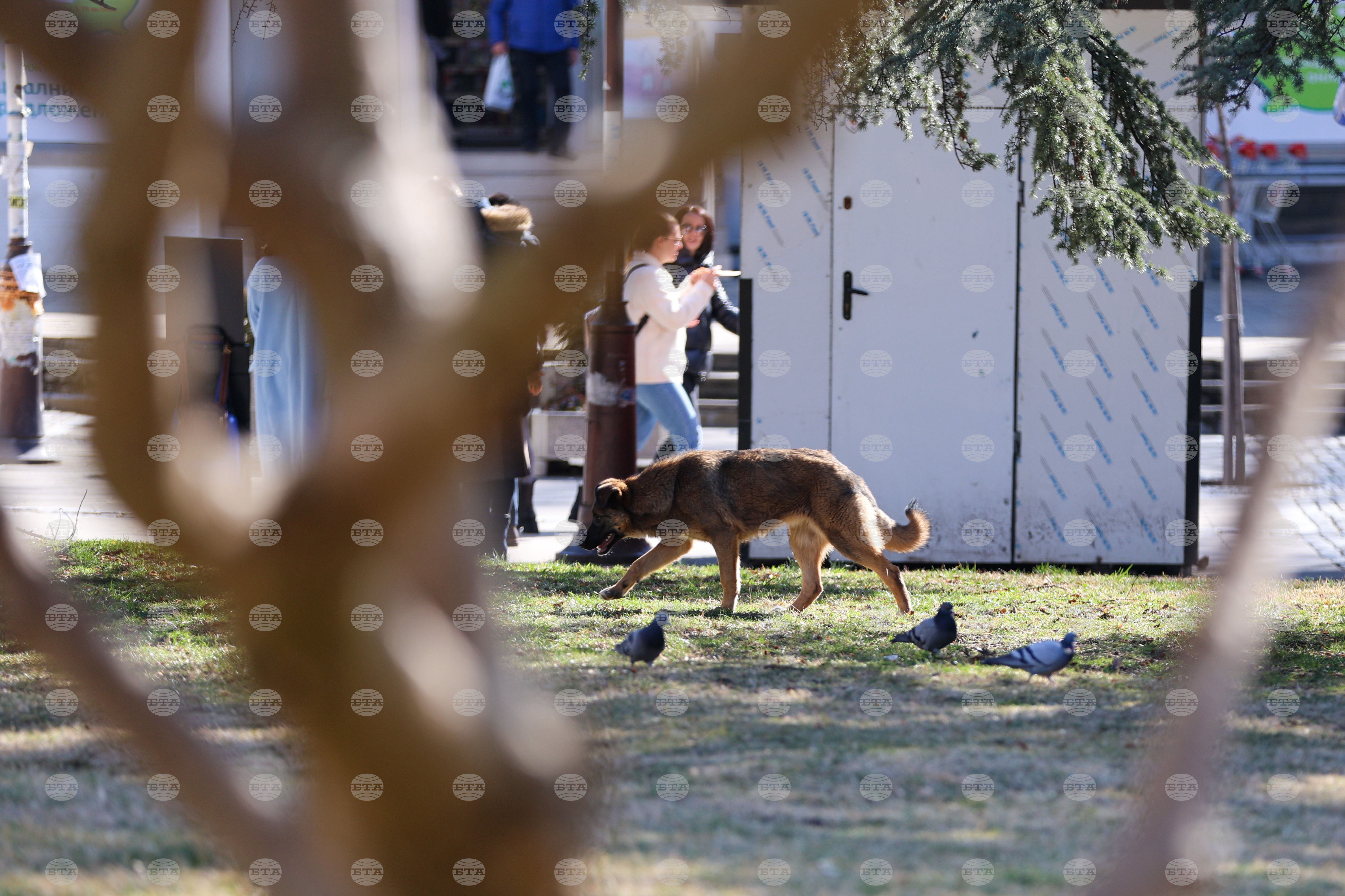 Кампания, насочваща гражданите как да помагат на пострадали животни, ще бъде открита в София