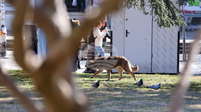 Кампания, насочваща гражданите как да помагат на пострадали животни, ще бъде открита в София