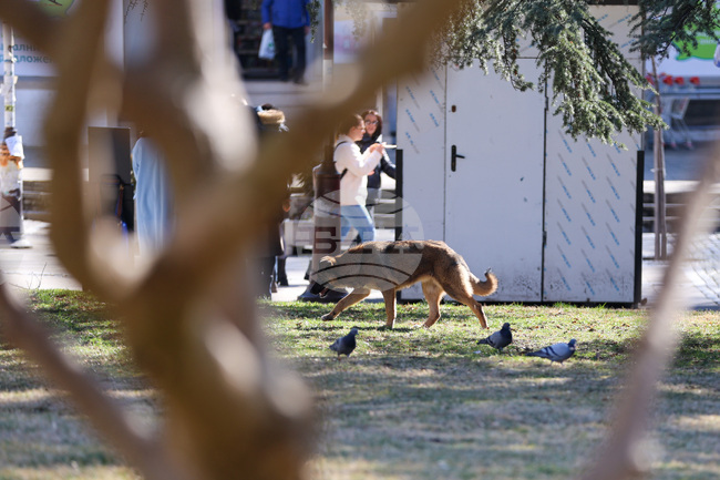 Кампания, насочваща гражданите как да помагат на пострадали животни, ще бъде открита в София