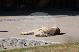 Благоевград - приют - бездомни животни