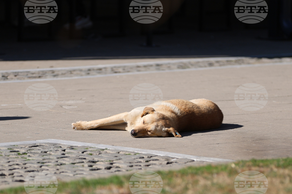 Благоевград - приют - бездомни животни