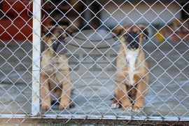 Благоевград - приют - бездомни животни