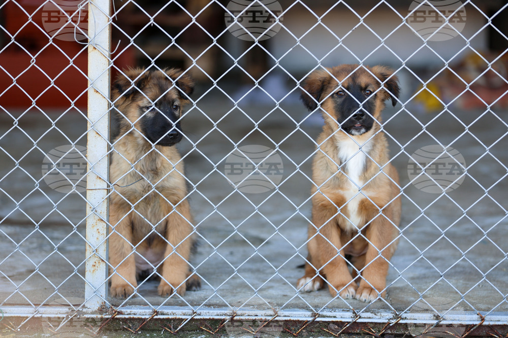 Благоевград - приют - бездомни животни
