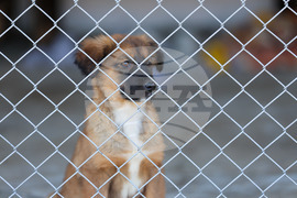 Благоевград - приют - бездомни животни