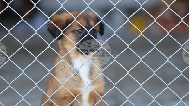 Община Тунджа обяви коледна кампания за осиновяване на бездомни кучета от общинския приют