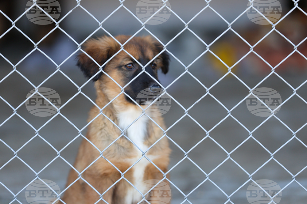 Шест кучета очакват своите осиновители в кампанията на Община Банско „Осинови ме: Бездомен или домашен – ти решаваш!“ 