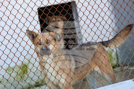 Благоевград - приют - бездомни животни