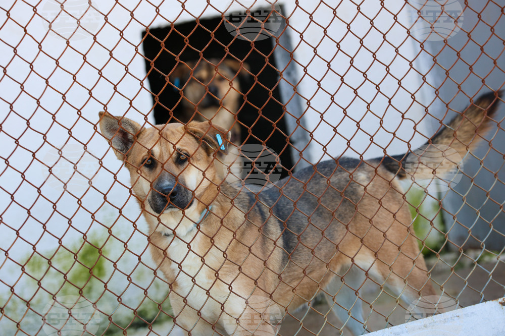 Благоевград - приют - бездомни животни