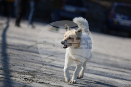 Благоевград - приют - бездомни животни