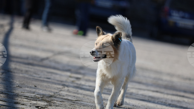Разследва се сигнал за убито куче в района на симитлийско село, съобщиха от полицията в Благоевград