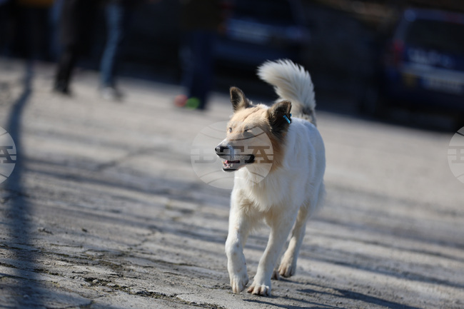 Общо 400 са установените безстопанствени кучета в община Разград