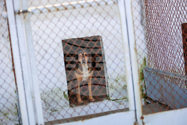 Благоевград - приют - бездомни животни