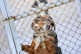 Благоевград - приют - бездомни животни