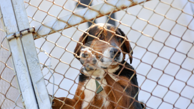 New Organization Finds Homes in Austria for Bulgarian Stray Dogs