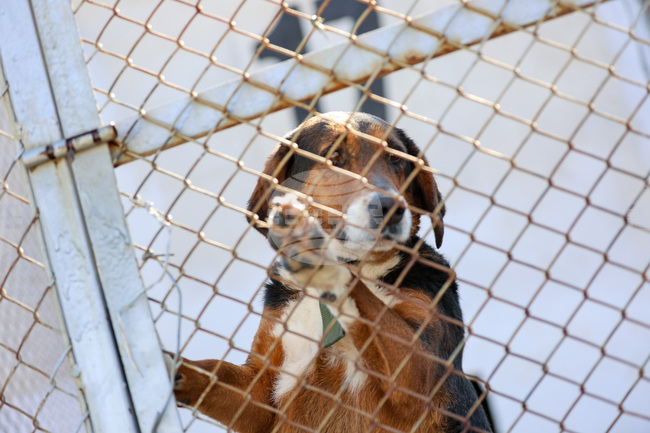 New Organization Finds Homes in Austria for Bulgarian Stray Dogs