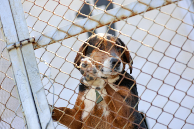 New Organization Finds Homes in Austria for Bulgarian Stray Dogs