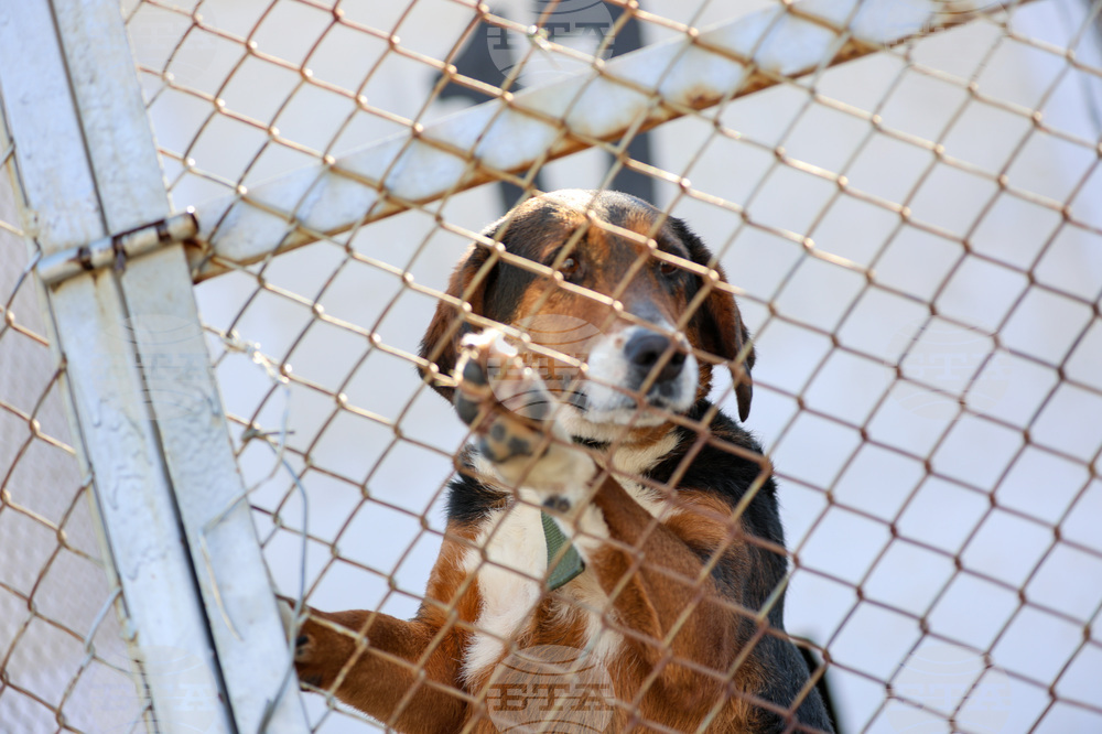 Благоевград - приют - бездомни животни