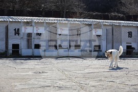 Благоевград - приют - бездомни животни