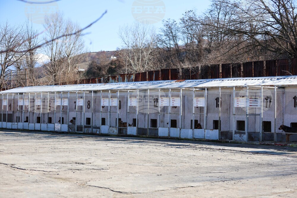 Благоевград - приют - бездомни животни