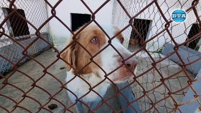 Община Благоевград се отказва от проекта за нов приют за бездомни животни поради активно осиновяване и дарителство