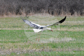 Село Подкрепа - щъркел