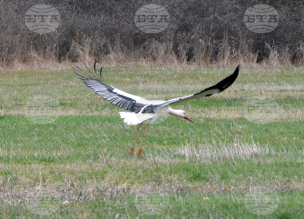 Село Подкрепа - щъркел