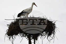 Село Подкрепа - щъркел