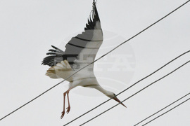 Село Подкрепа - щъркел