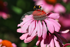 Пчела - цветя