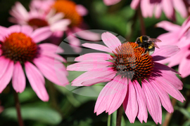 Пчела - цветя